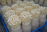 Thi công hoàn thiện kho lạnh bảo quản nấm tại Củ Chi