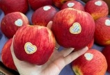Yummy Fruits thương hiệu trái cây Nhập Khẩu giá tốt nhất hiện nay