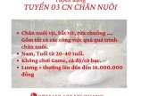 TUYỂN 03 CN CHĂN NUÔI BAO ĂN Ở TÁNH LINH BÌNH THUẬN 